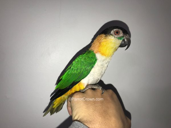 ParrotCrown.com 