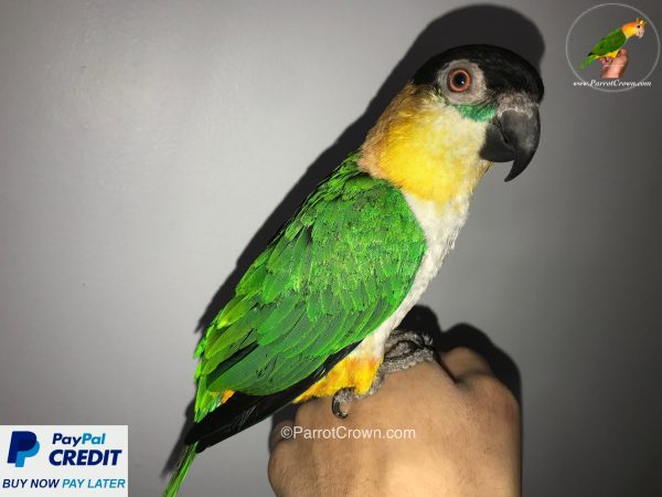 ParrotCrown.com 