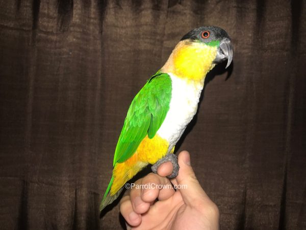 ParrotCrown.com 