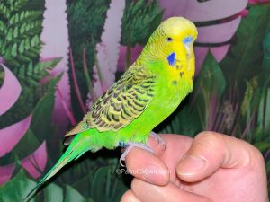 ParrotCrown.com Green English Budgies for sale (Description Image 1)