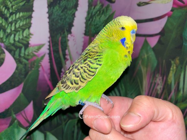 ParrotCrown.com 