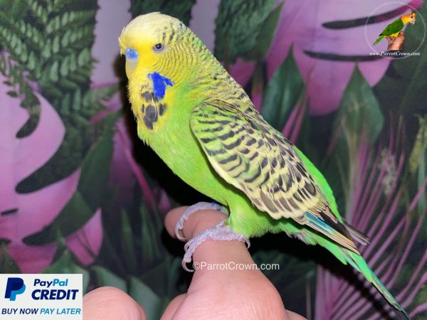 ParrotCrown.com 