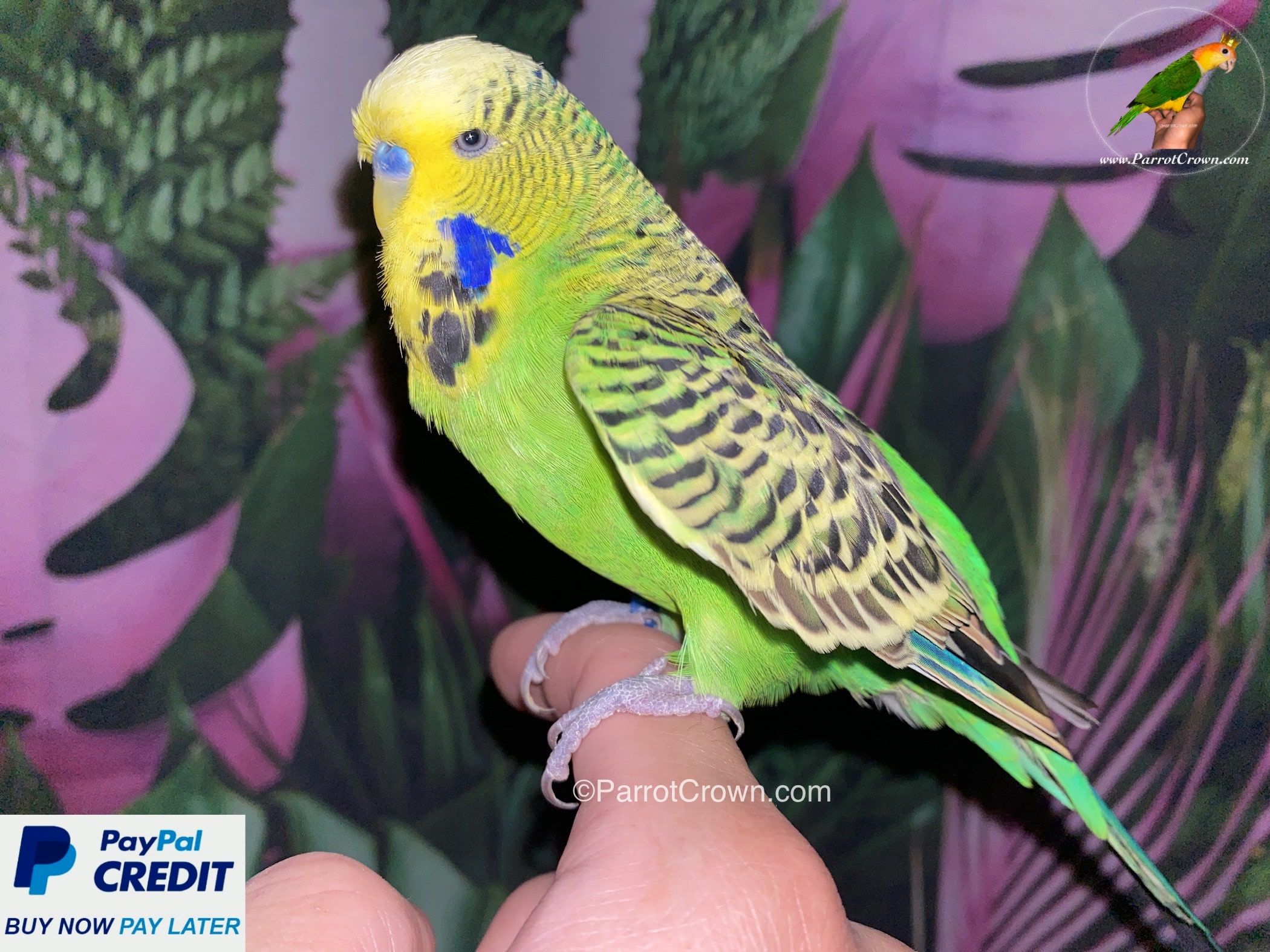 Green budgies hot sale for sale