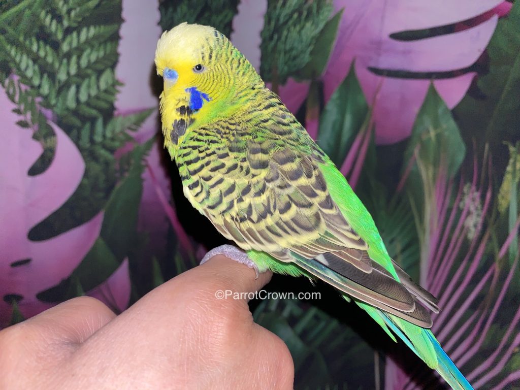 Green English Budgies for sale (Budgerigar)