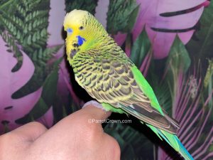 ParrotCrown.com Green English Budgies for sale (Description Image 2)