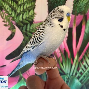 Texas Clear Body Violet Parakeet for sale (Budgerigar)