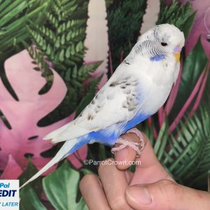 Violet Pied English Budgies for sale (Budgerigar)