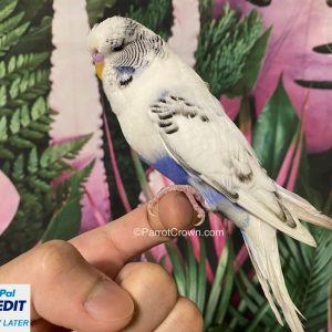 Violet English Pied Budgie for sale (English Budgie)