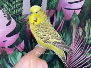 ParrotCrown.com Cinnamon Olive English Budgie for sale (Description Image 2)