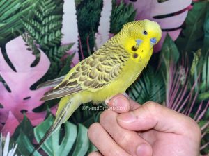 ParrotCrown.com Cinnamon Olive English Budgie for sale (Description Image 1)