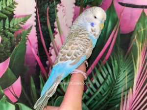 ParrotCrown.com Cinnamon Blue English Budgies for sale (Description Image 1)