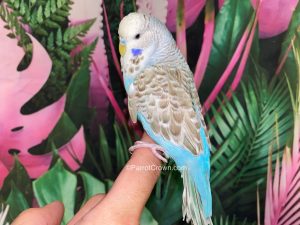 ParrotCrown.com Cinnamon Blue English Budgies for sale (Description Image 2)