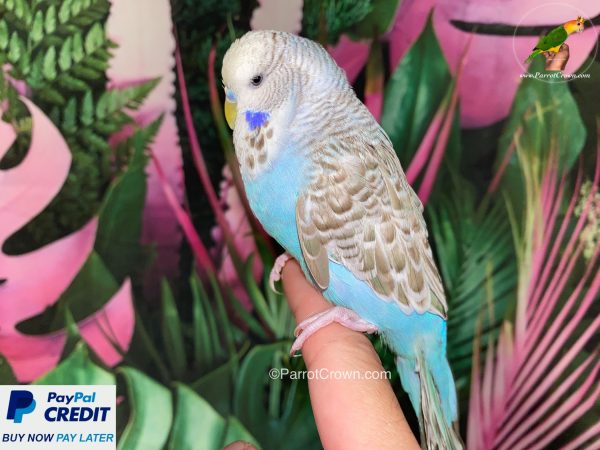 ParrotCrown.com 