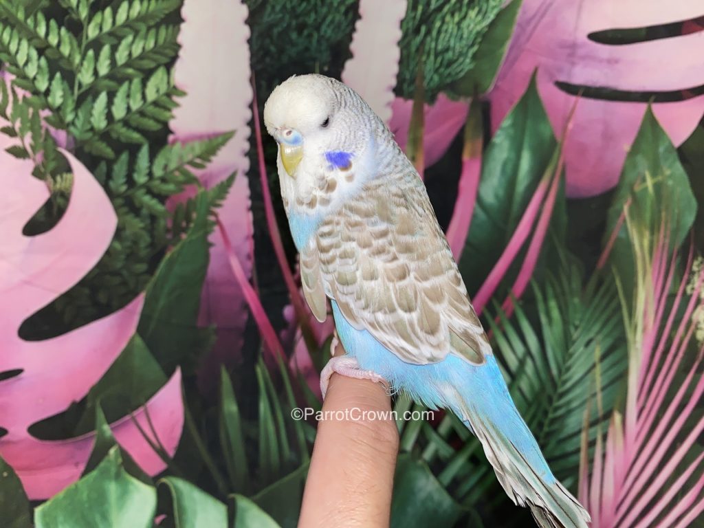 Cinnamon Blue English Budgies for sale (Budgerigar)