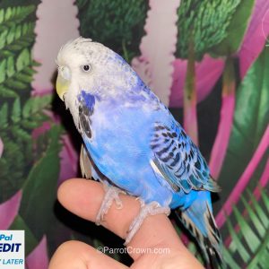 Violet English Budgie for sale (Budgerigar)