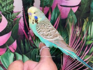 ParrotCrown.com Yellow Face Turquoise English Budgie for sale (Description Image 2)