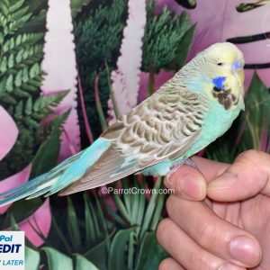 Yellow Face Turquoise English Budgie for sale (Budgerigar)