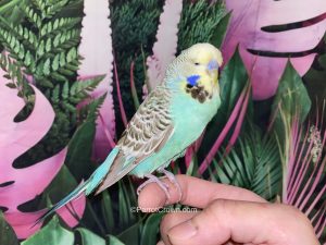 ParrotCrown.com Yellow Face Turquoise English Budgie for sale (Description Image 1)