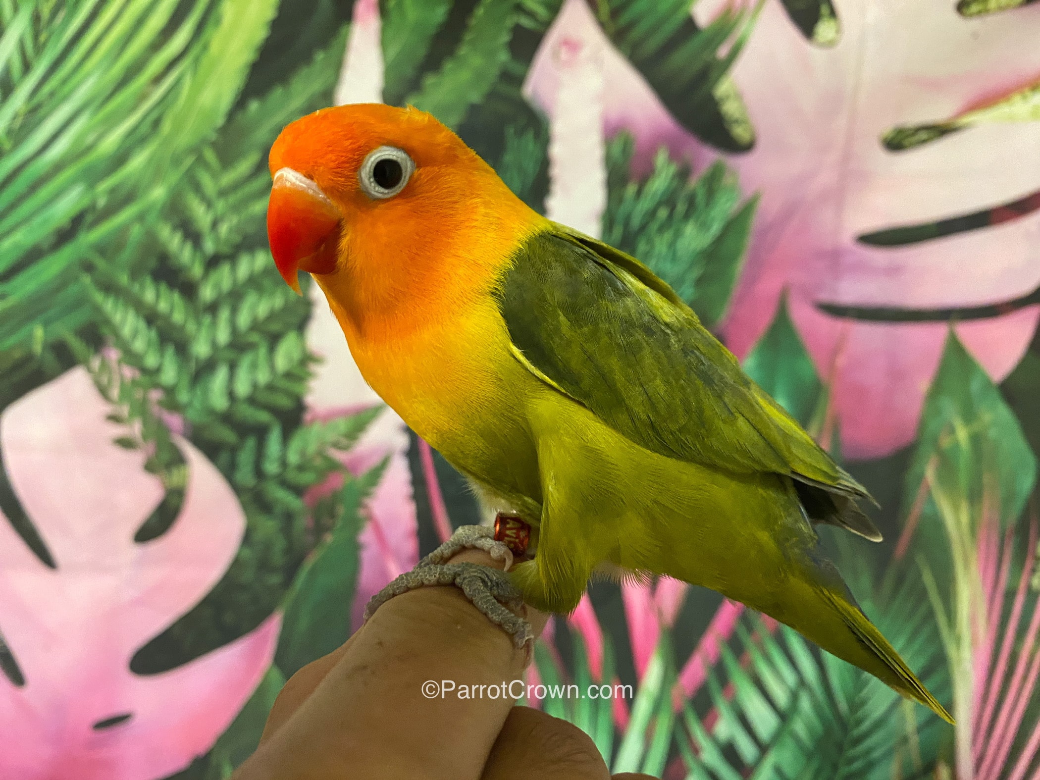 Olive Opaline Fischer Lovebirds for sale - ParrotCrown.com