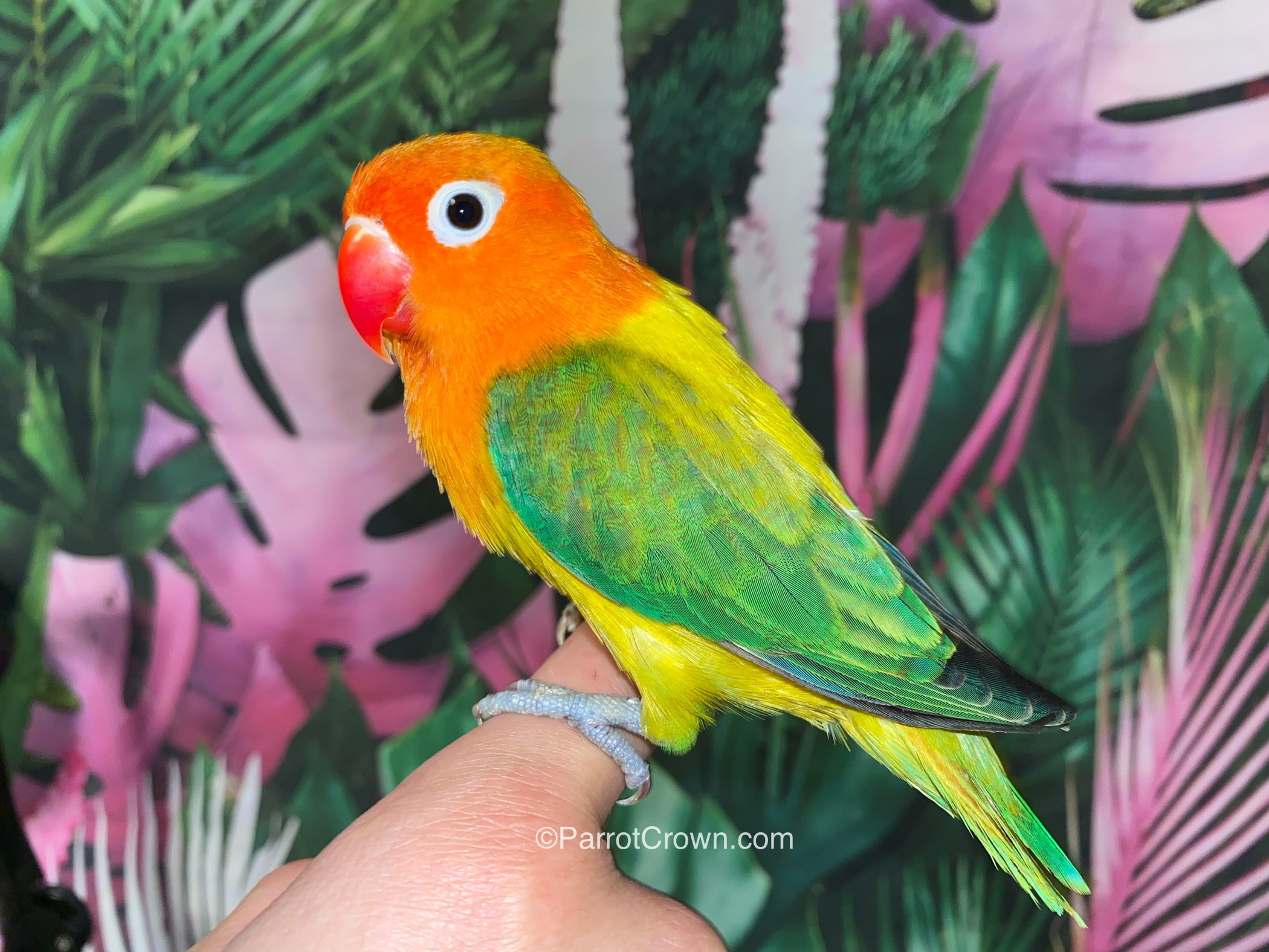 Green Euwing Opaline Fischer Lovebirds for sale - ParrotCrown.com