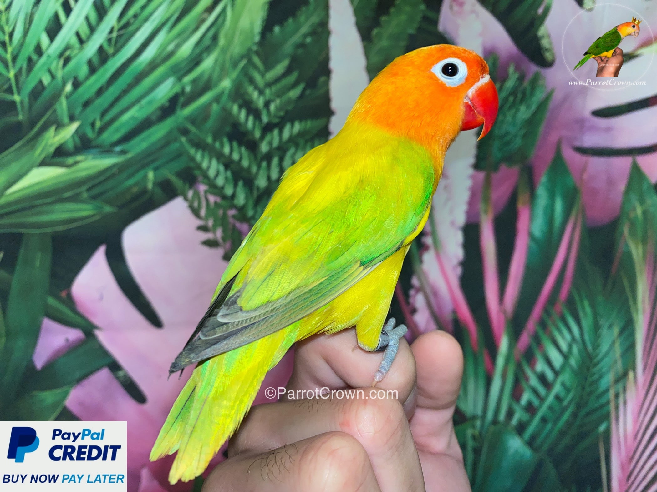 Opaline sale fischer lovebirds