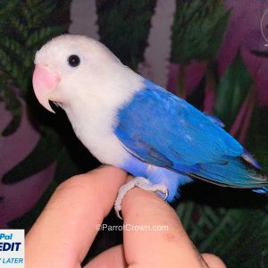 Opaline Violet Fischer Lovebirds for sale