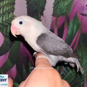 Opaline Black Fischer Lovebirds for sale