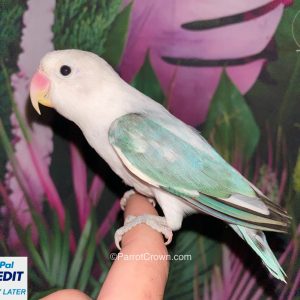 Opaline Pied Blue Fischer Lovebirds for sale