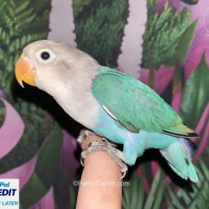 Turquoise Fischer Lovebirds for sale