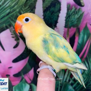 Yellow Blue Pied Fischer Lovebirds for sale