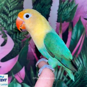 Parblue Opaline Fischer Lovebirds for sale