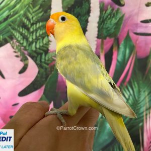 Yellow Olive Fischer Lovebirds for sale