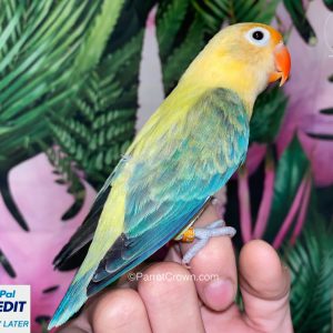 Yellow Blue Euwing Opaline Fischer Lovebirds for sale