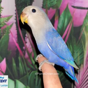 Violet Lovebirds for sale ( Peach Faced Lovebird )