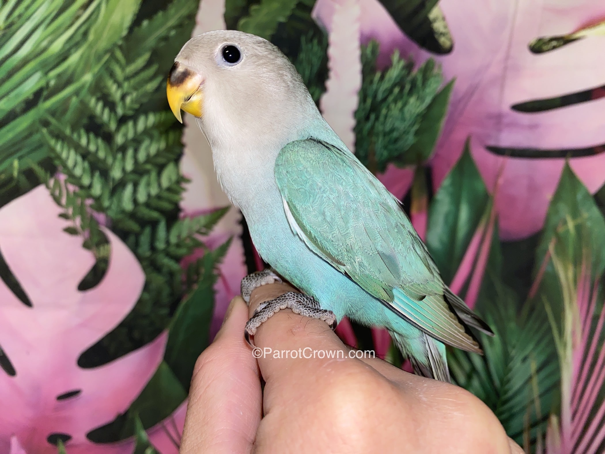 Turquoise Lovebirds for sale ( Peach Faced Lovebird ) - ParrotCrown.com