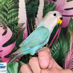Turquoise Lovebirds for sale ( Peach Faced Lovebird )