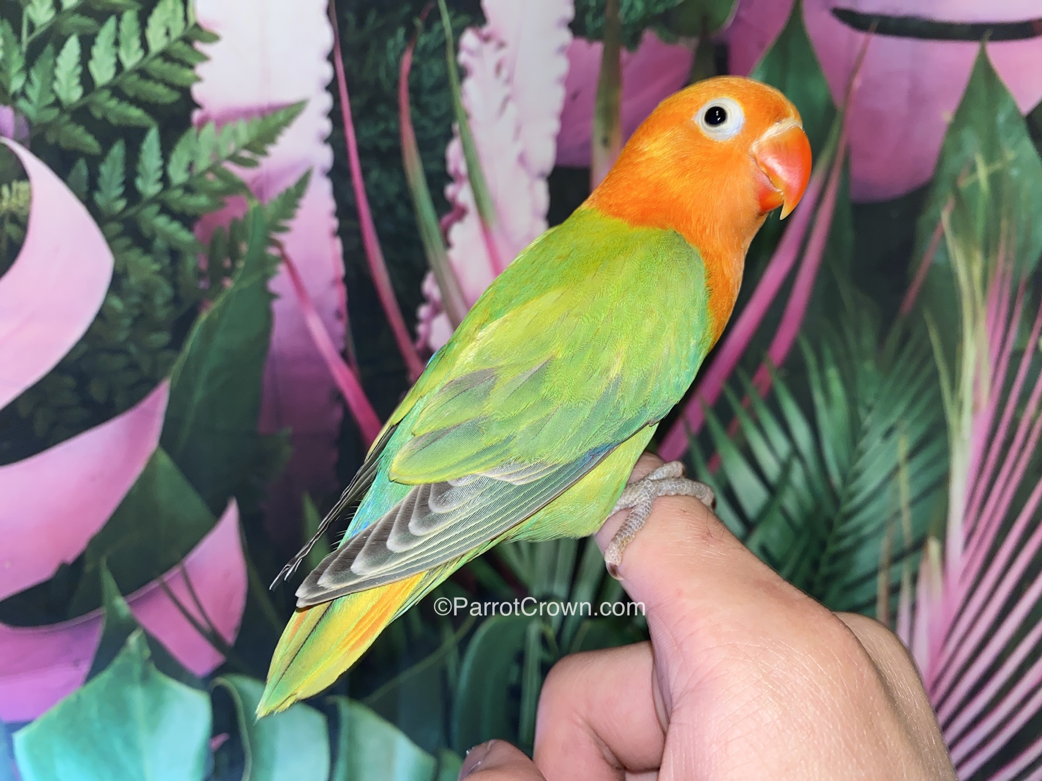 Green Opaline Fischer Lovebirds for sale - ParrotCrown.com