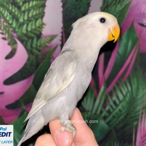 Grey Lovebirds for sale ( Peach Faced Lovebird )