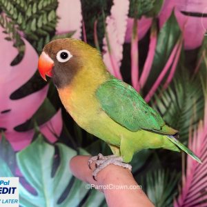Green Black Cheeked Lovebirds for sale (Pygmy / Small)