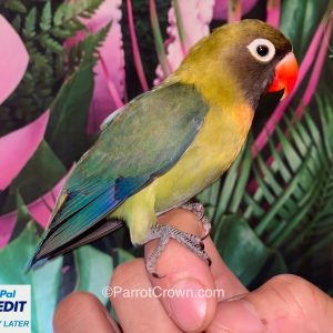 Mauve Black Cheeked Lovebirds for sale (Pygmy / Small)