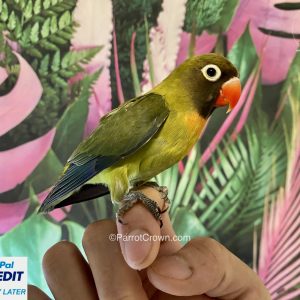 Olive Black Cheeked Lovebirds for sale (Pygmy / Small)