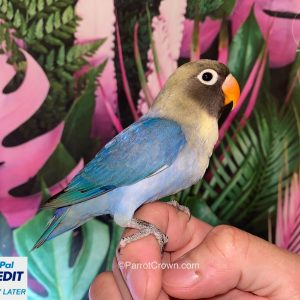 Violet Black Cheeked Lovebirds for sale (Pygmy / Small)