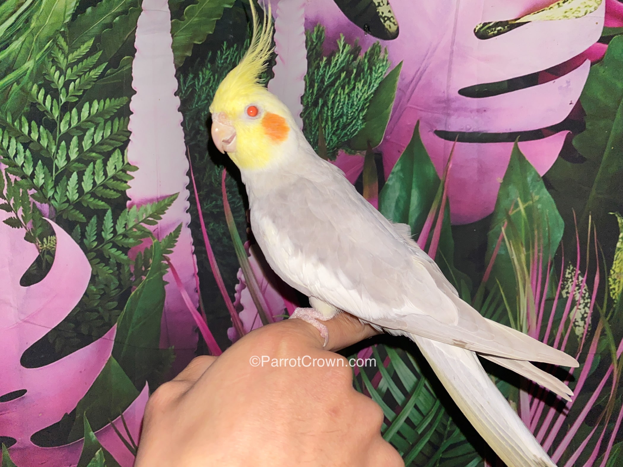 Fallow Cockatiels for sale - ParrotCrown.com