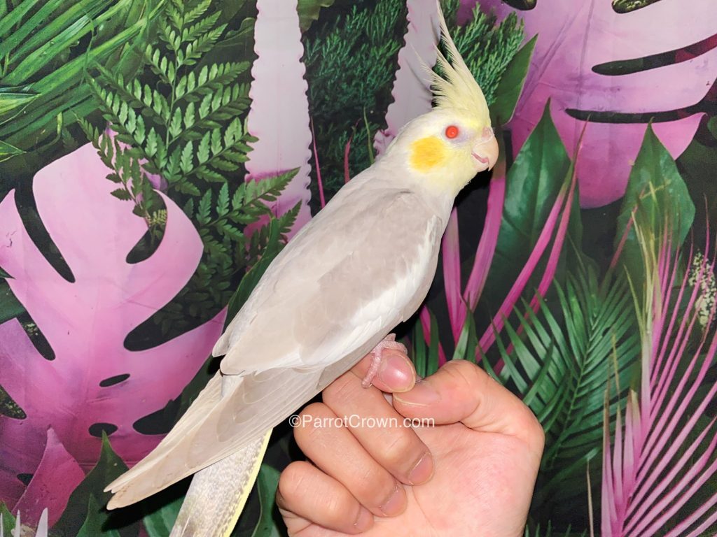 Yellow Cheek Fallow Cockatiels for sale