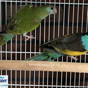 Hooded Parrots for sale