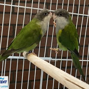 Grey Hooded Parakeet for sale ( Parrot )