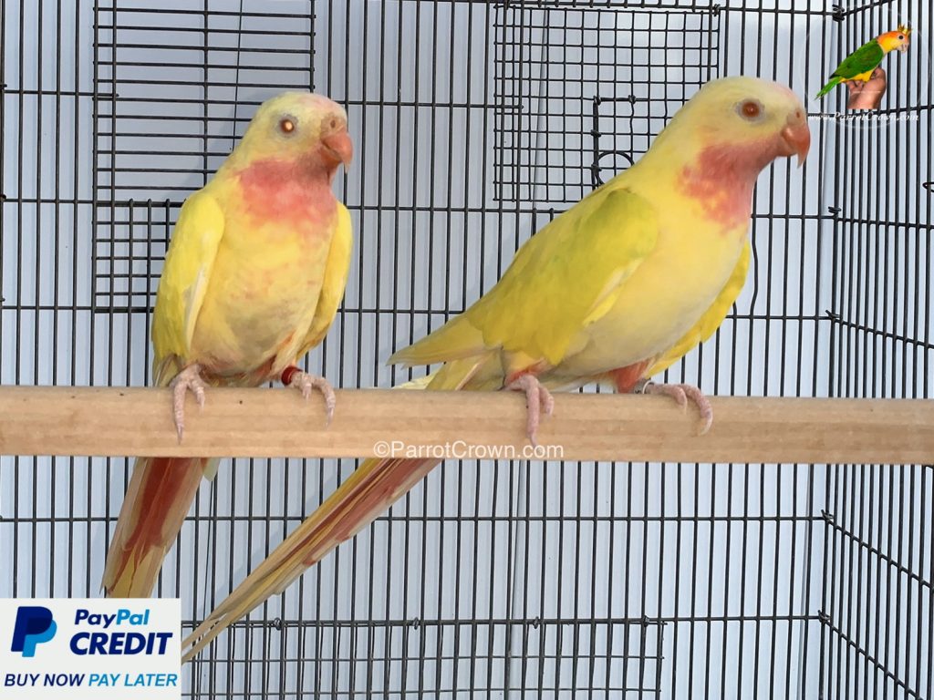 Lutino Yellow Princess of Wales Parakeet / Princess Parrot for sale ...