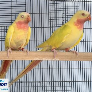 Lutino Yellow Princess of Wales Parakeet / Princess Parrot for sale