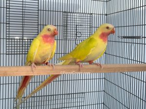 ParrotCrown.com Lutino Yellow Princess of Wales Parakeet / Princess Parrot for sale 1