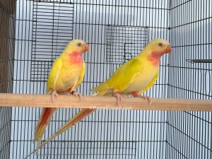 ParrotCrown.com Lutino Yellow Princess of Wales Parakeet / Princess Parrot for sale 2